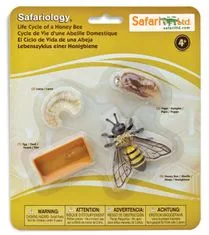 Safari Ltd. Životný cyklus - Včela