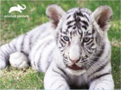 Prime 3D Puzzle Animal planét: Biely tiger 3D 63 dielikov